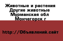 Животные и растения Другие животные. Мурманская обл.,Мончегорск г.